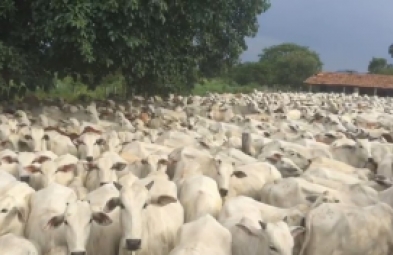 Fazenda para venda em Monte Alegre de Goiás
